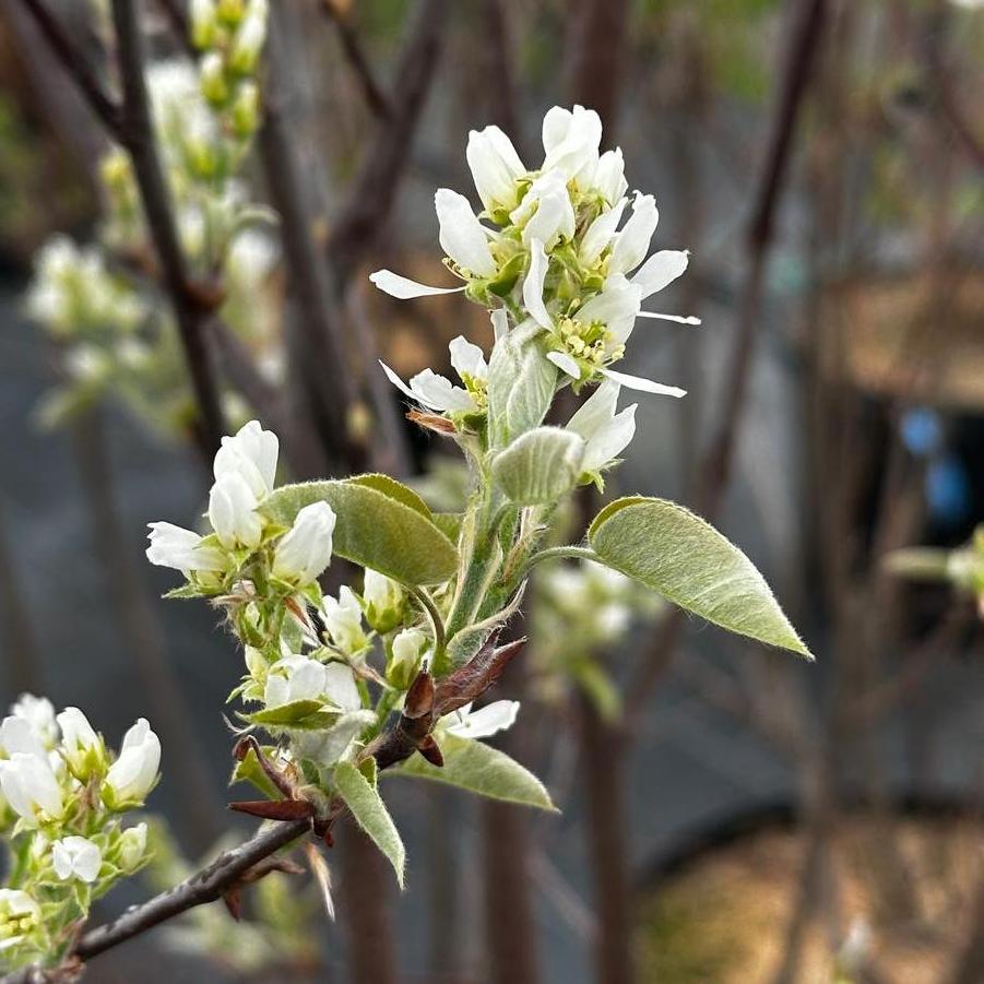 Amelanchier canadensis 