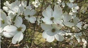 Cornus florida 'Rebecca's Appalachian Angel' - Flowering Dogwood 
