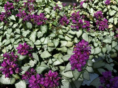 Lamium maculatum Beacon Silver