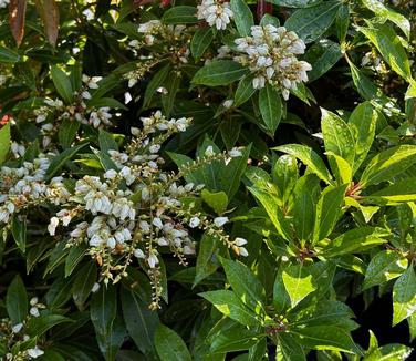 Pieris japonica 'Scarlet O'Hara' - Andromeda - Japanese from Pleasant Run Nursery