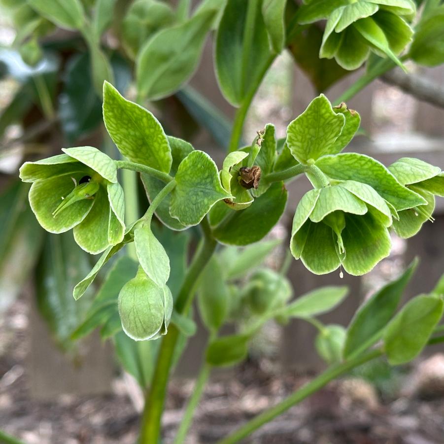 Helleborus foetidus 