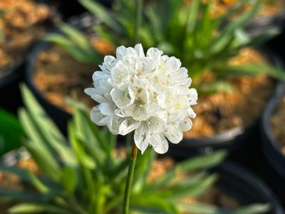 Armeria pseudarmeria Ballerina White