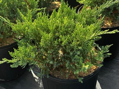Juniperus chinensis 'Parsoni' - Juniper Parsonii from Pleasant Run Nursery