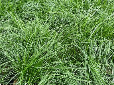 Festuca rubra - Red Fescue from Pleasant Run Nursery