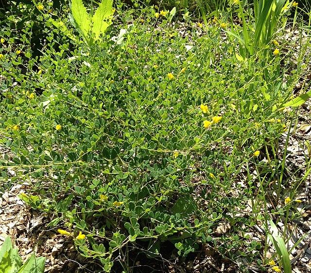 Baptisia tinctoria - Wild Indigo 