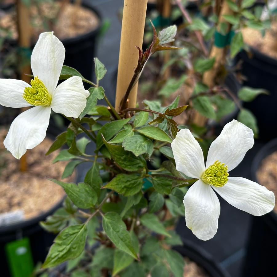 Clematis montana var. grandiflora 