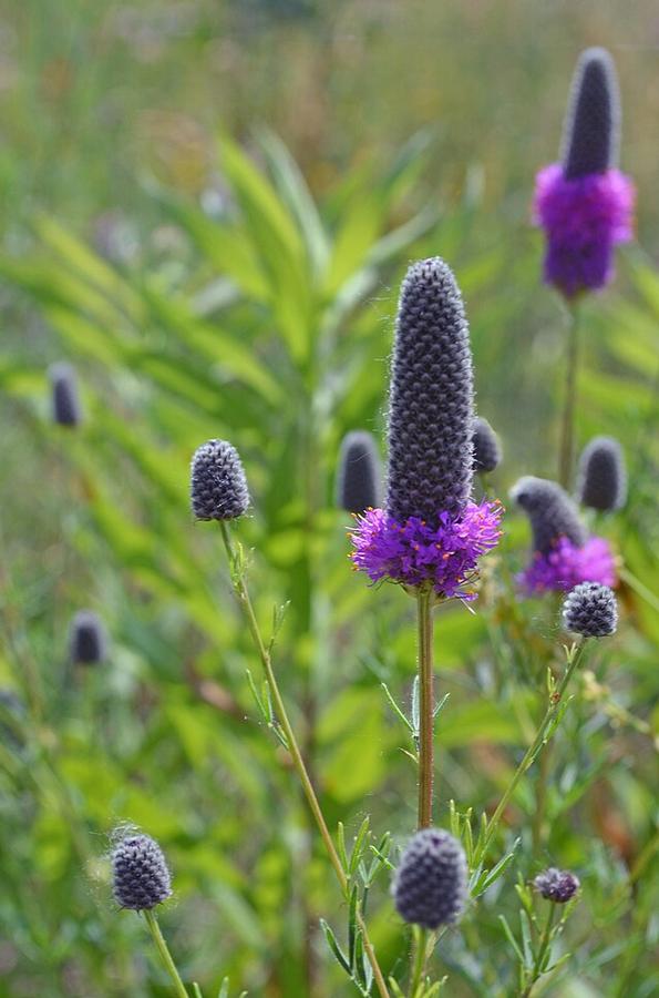 Dalea purpurea - Purple Prairie Clover