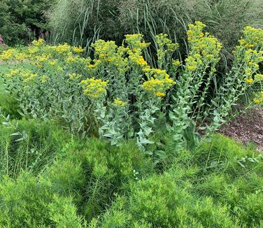 Solidago rigida - Stiff Goldenrod from Pleasant Run Nursery (@ MSU)