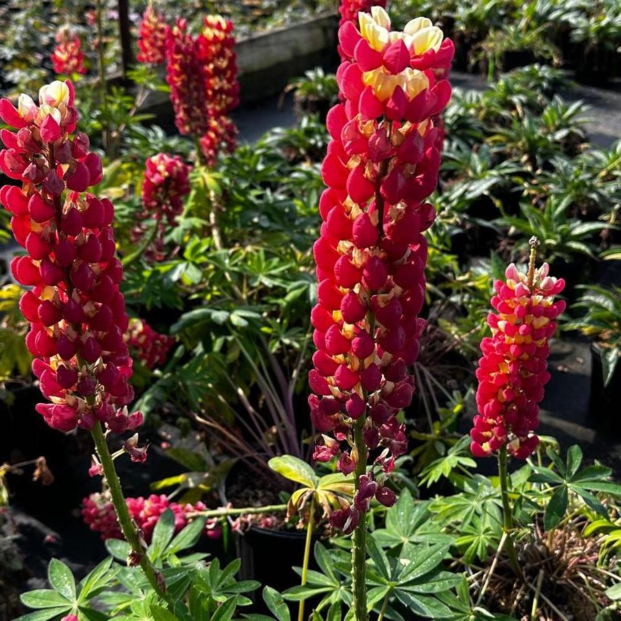 Lupine polyphyllus Westcountry™ 'Tequila Flame'