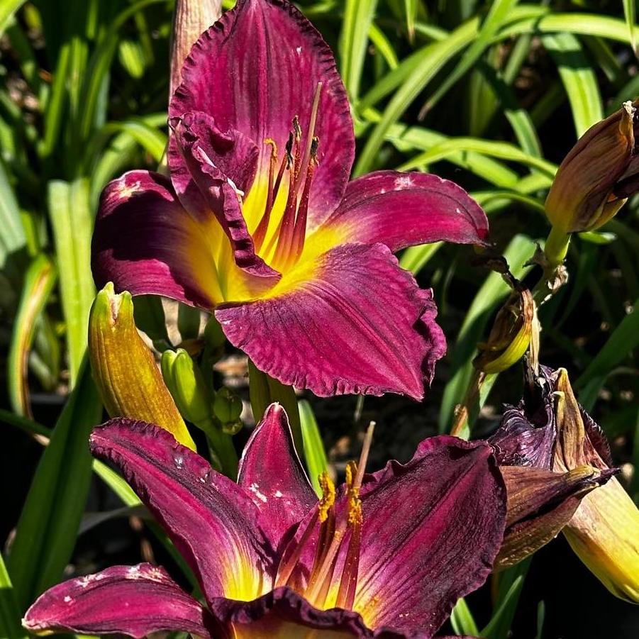 Hemerocallis Bela Lugosi