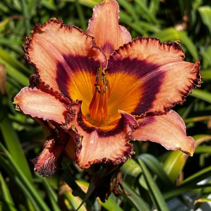 Hemerocallis Collage