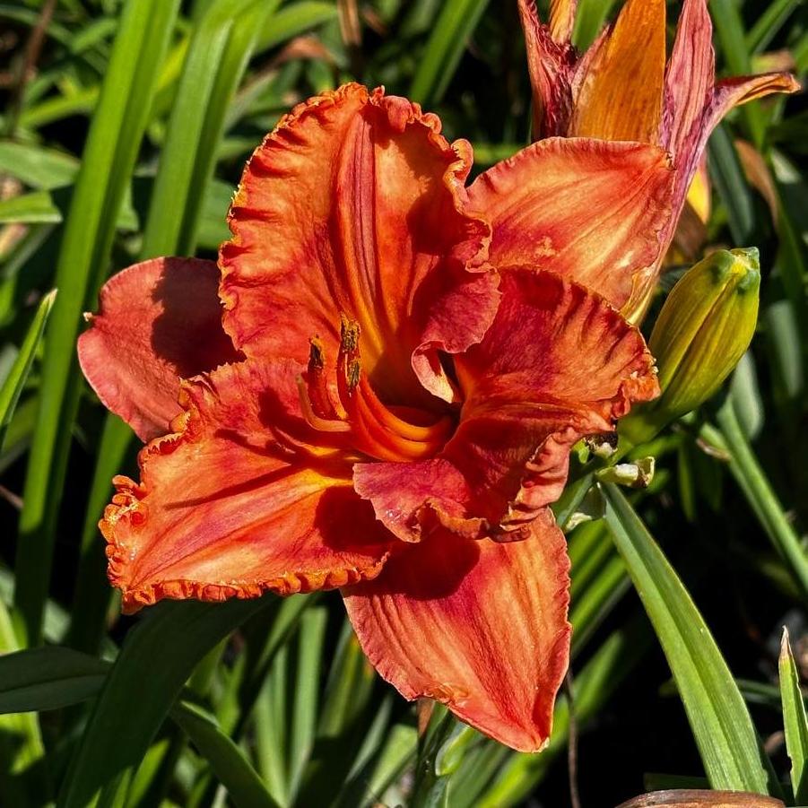 Hemerocallis Perceptive