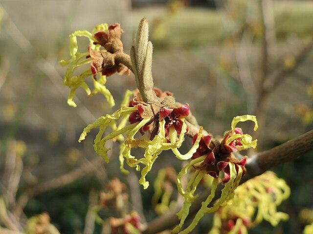 Hamamelis virginiana - Common Witchhazel 