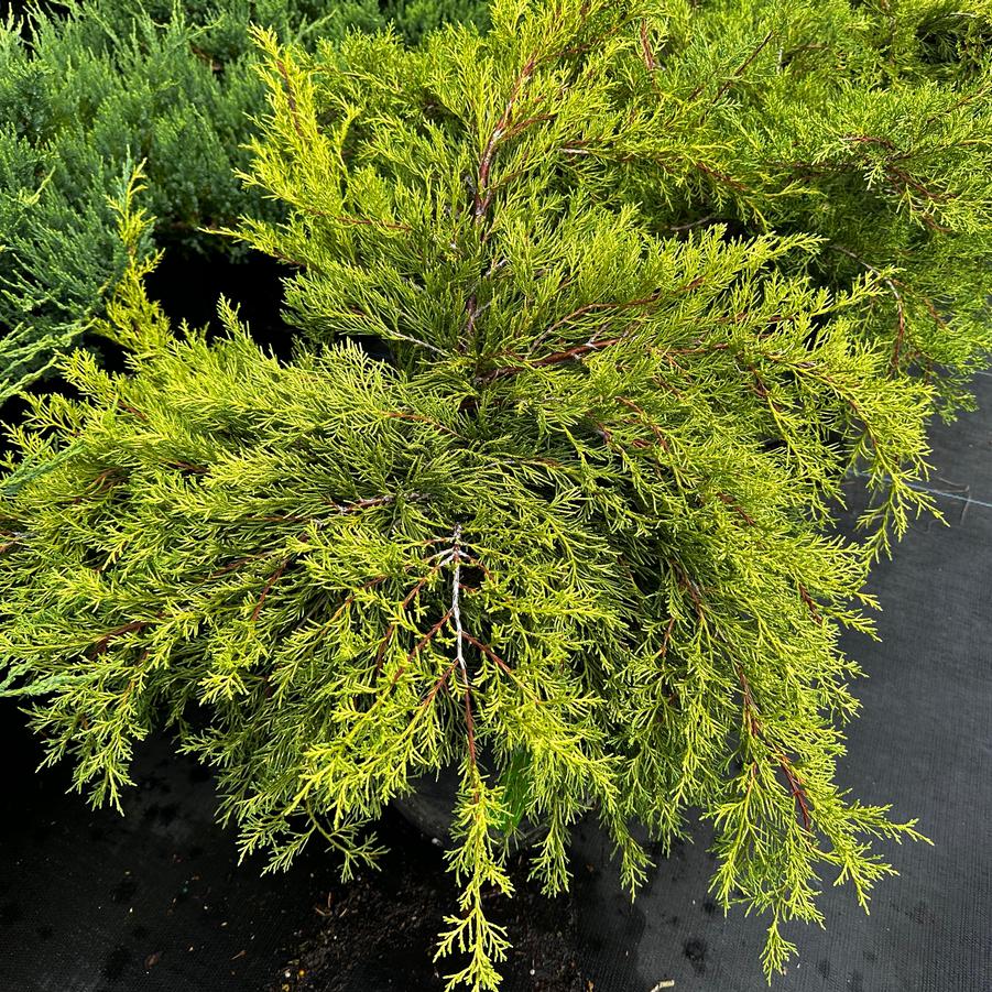 Juniperus x pfitzeriana (syn. chinensis) Old Gold