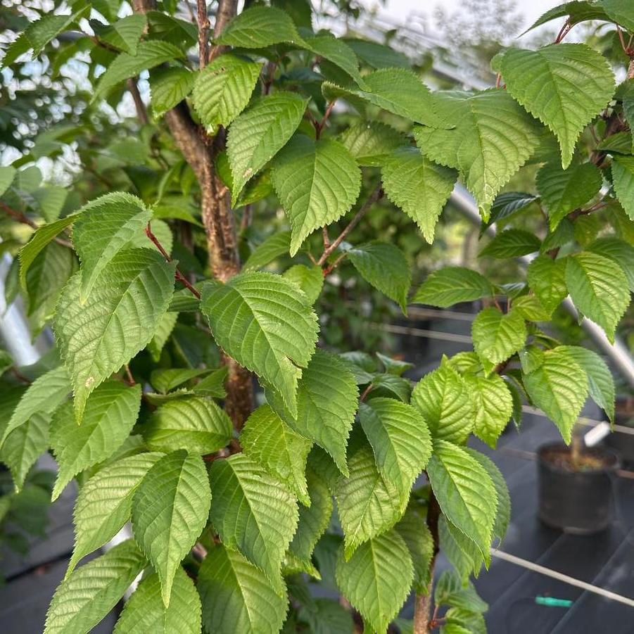 Prunus x hillieri Spire