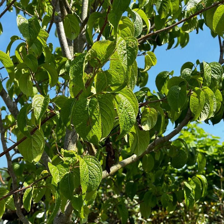 Eucommia ulmoides 