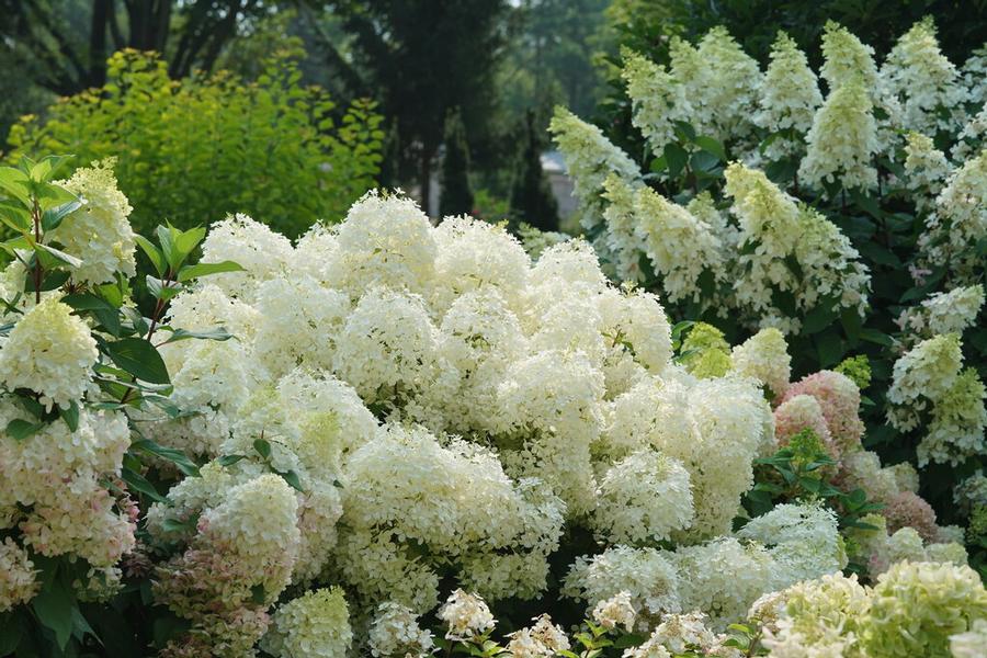 Hydrangea paniculata Puffer Fish® - Panicle Hydrangea (Courtesy of Proven Winners) 