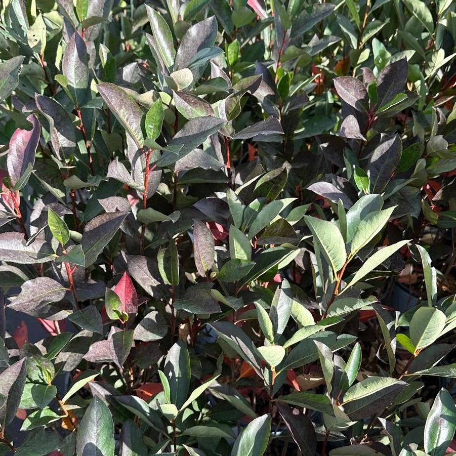 Aronia melanocarpa Low Scape Snowfire®
