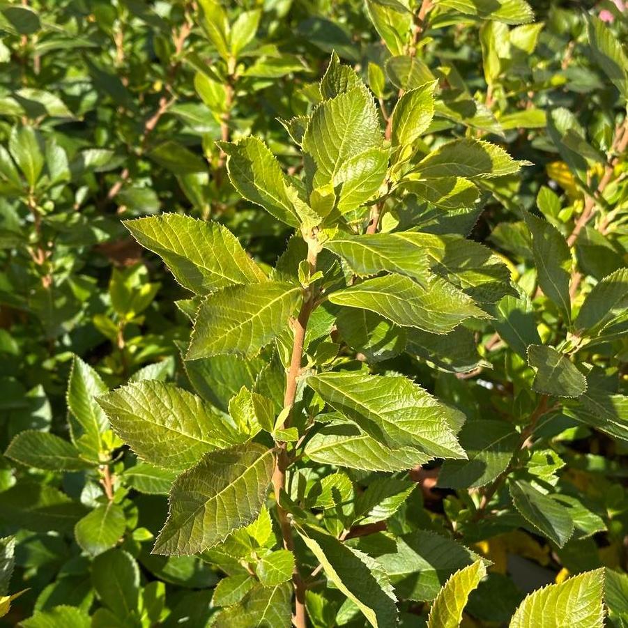Clethra alnifolia Sugartina®