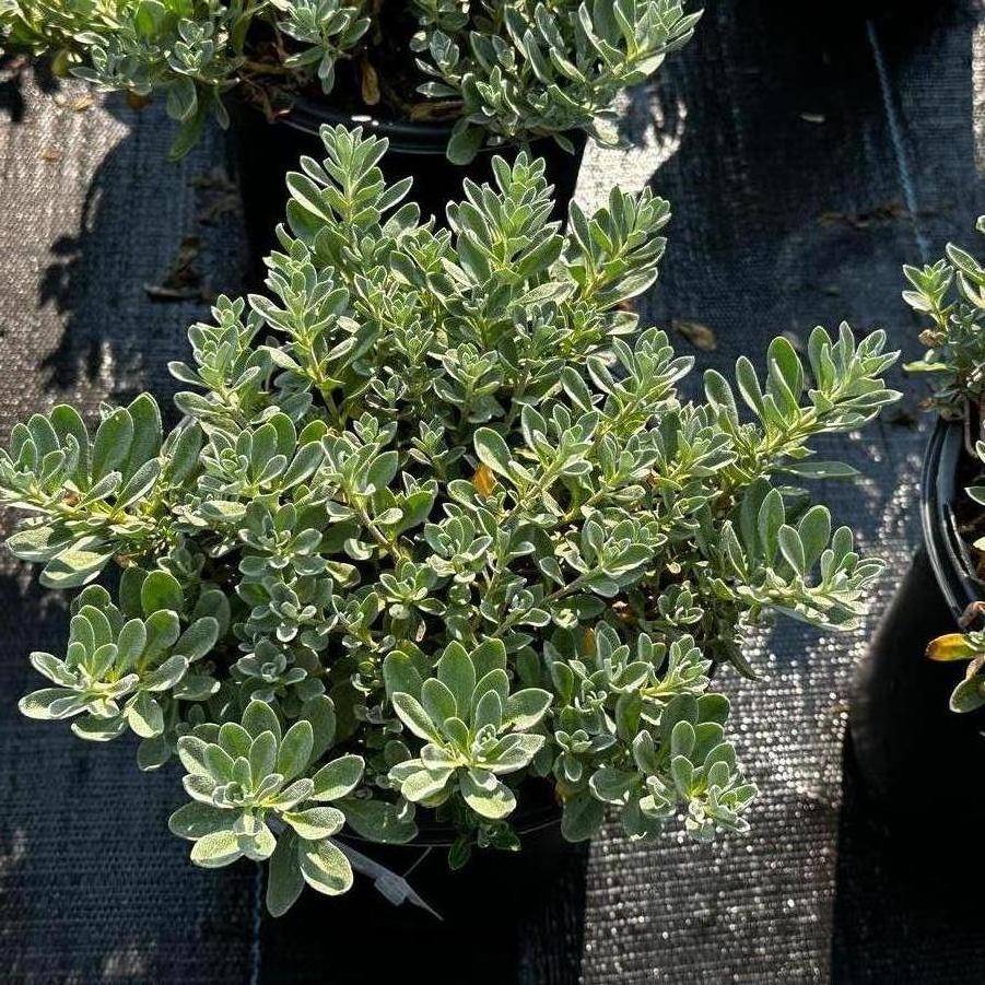Alyssum wulfenianum Golden Spring