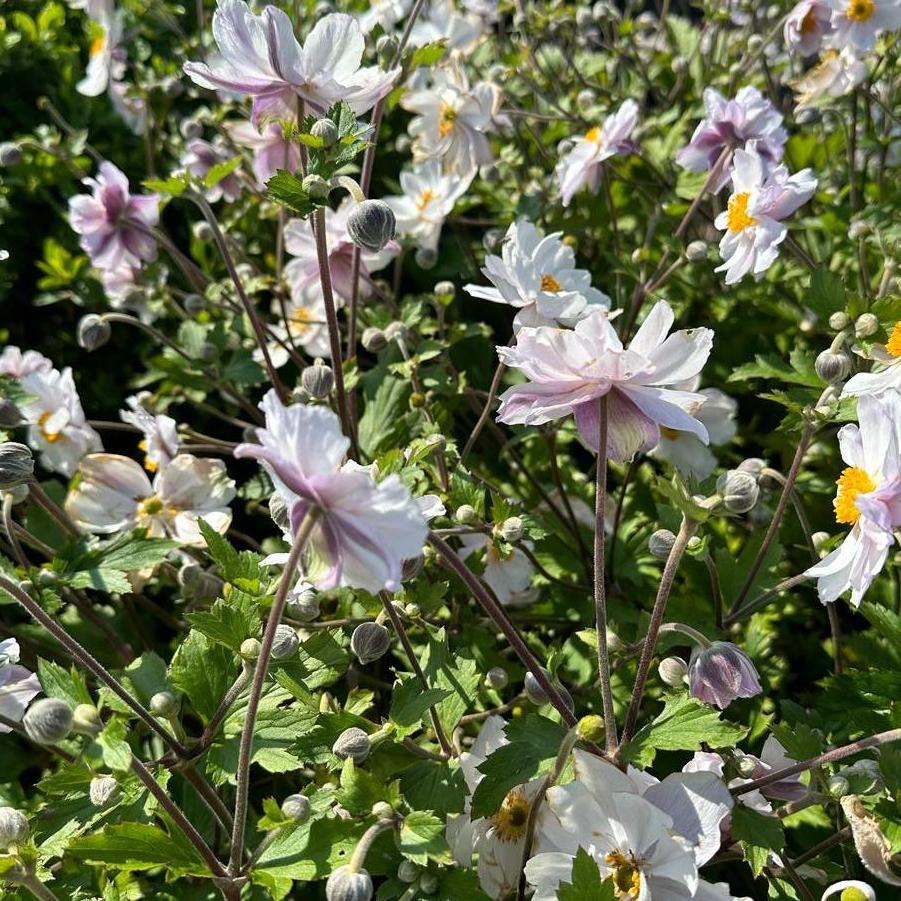 Anemone x Dreaming Swan
