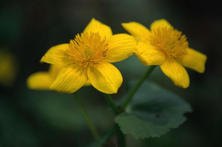 Caltha palustris - Marsh Marigold photo credit: Dr. Nick V. Kurzenko