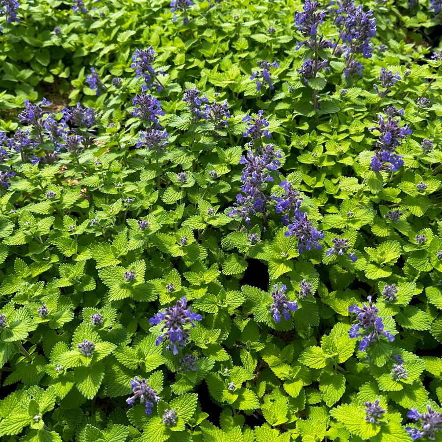 Nepeta x Chartreuse on the Loose