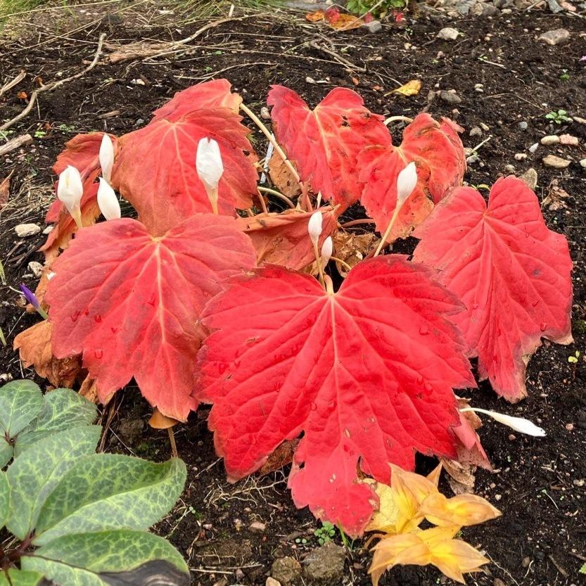 x Oredenia 'Fusion of Fire' - Oredenia (Photo courtesy of Walters Gardens, Inc.)