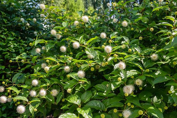 Cephalanthus occidentalis 'Fiber Optics®' - Photo courtesy of Bailey Nurseries