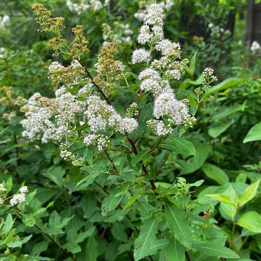 Spiraea alba 