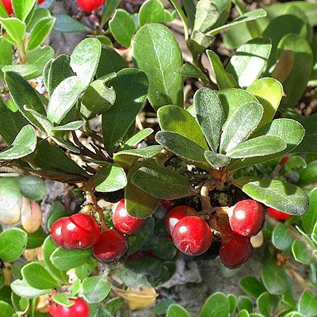 Arctostaphylos uva-ursi - Bearberry from Pleasant Run Nursery
