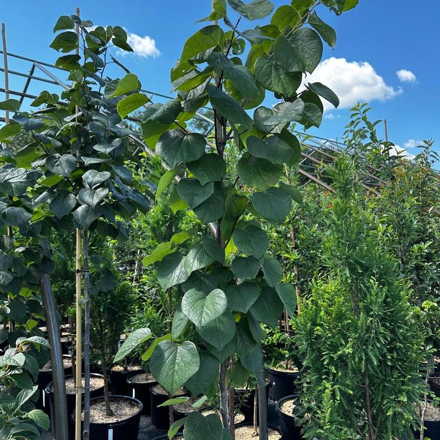 Cercis canadensis Cotton Candy™