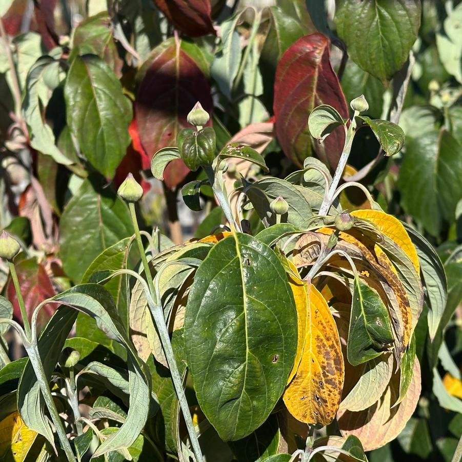 Cornus florida var. xanthocarpa 