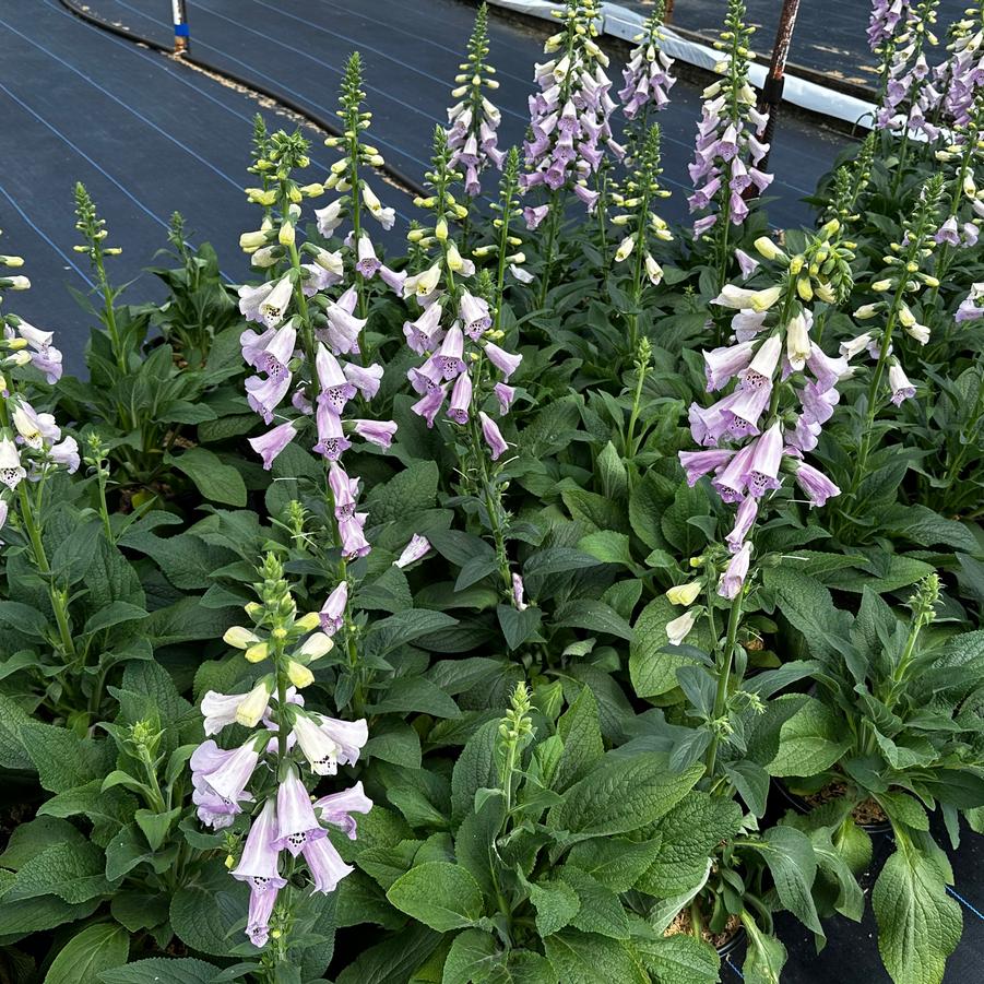 Digitalis purpurea Camelot Lavender