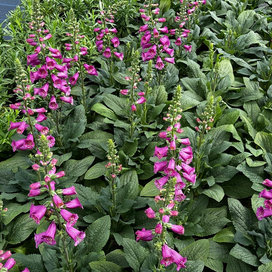 Digitalis purpurea 'Camelot Rose' - Foxglove from Pleasant Run Nursery