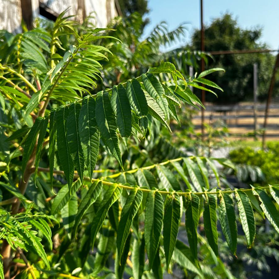 Rhus typhina 