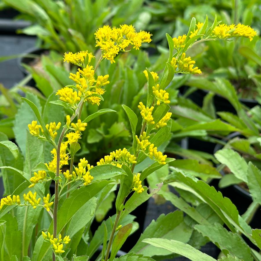 Solidago nemoralis - Gray Goldenrod from Pleasant Run Nursery