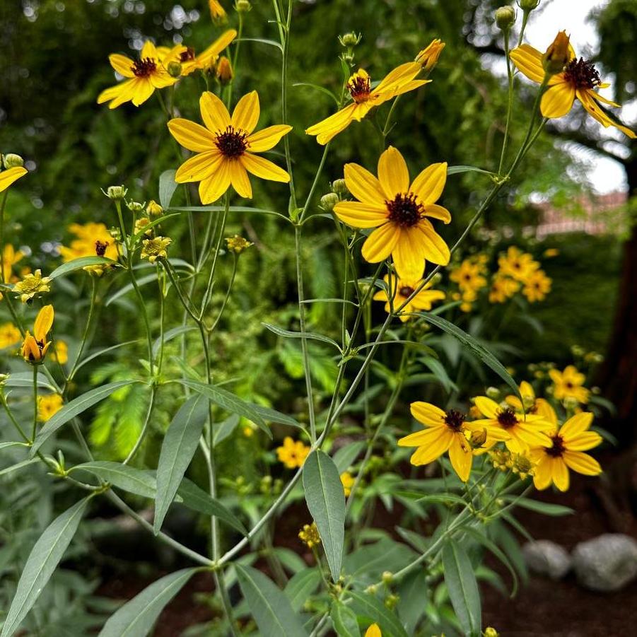Coreopsis tripteris - Tall Tickseed @ MSU