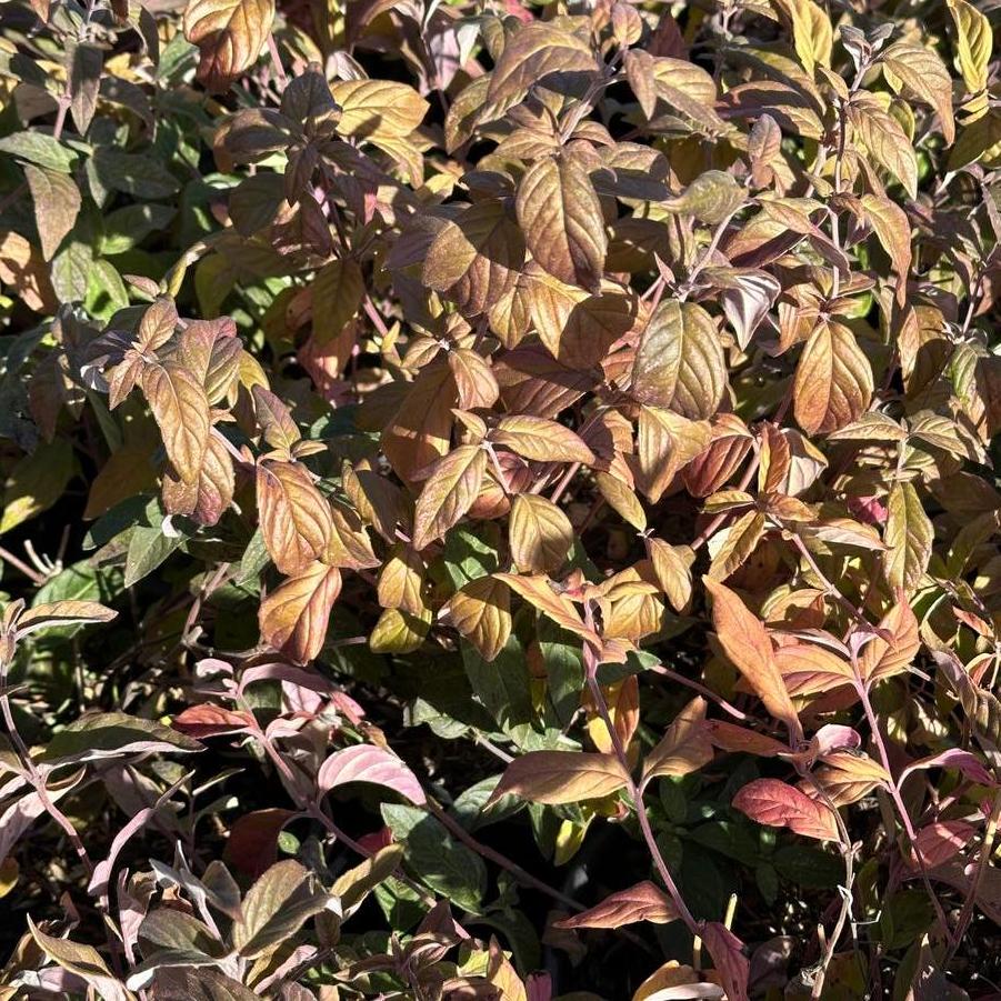 Pycnanthemum incanum - Hoary Mountain Mint (Fall color)