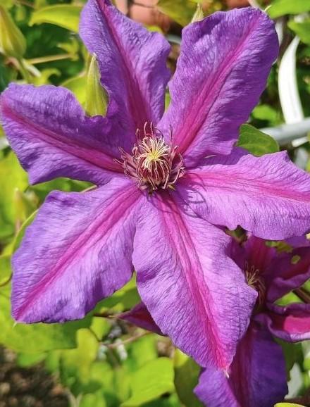 Clematis 'Mrs. N. Thompson' 