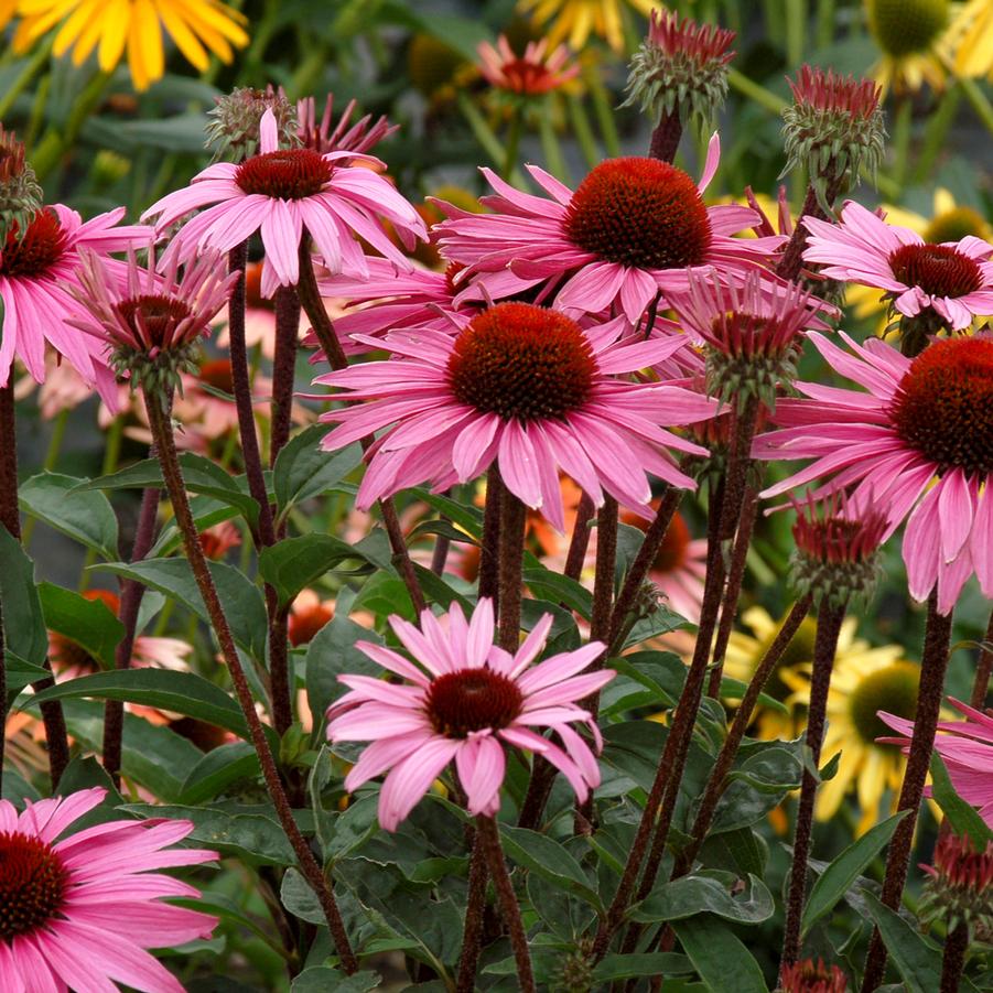 Echinacea x Merlot