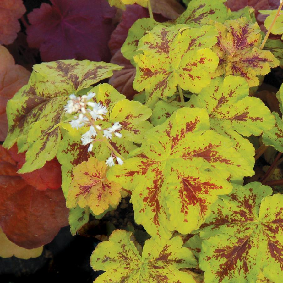 Heucherella x Yellowstone Falls
