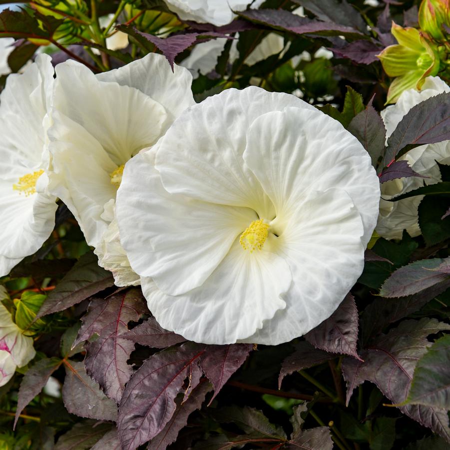 Hibiscus x Summerific® 'Cookies and Cream'