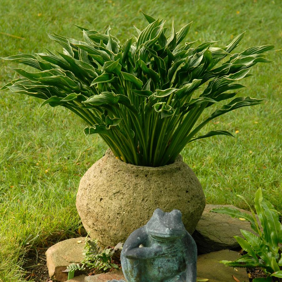 Hosta Praying Hands