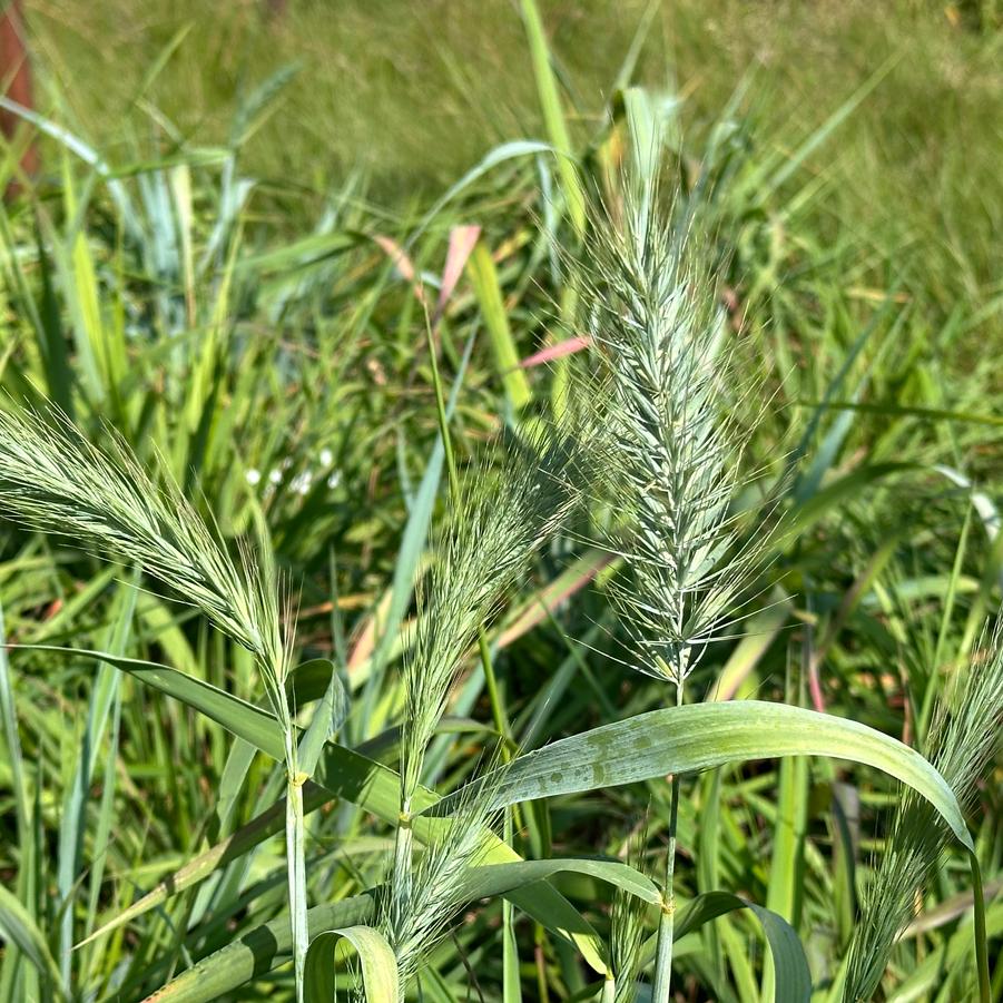 Elymus hystrix - Bottlebrush Grass from Pleasant Run Nursery