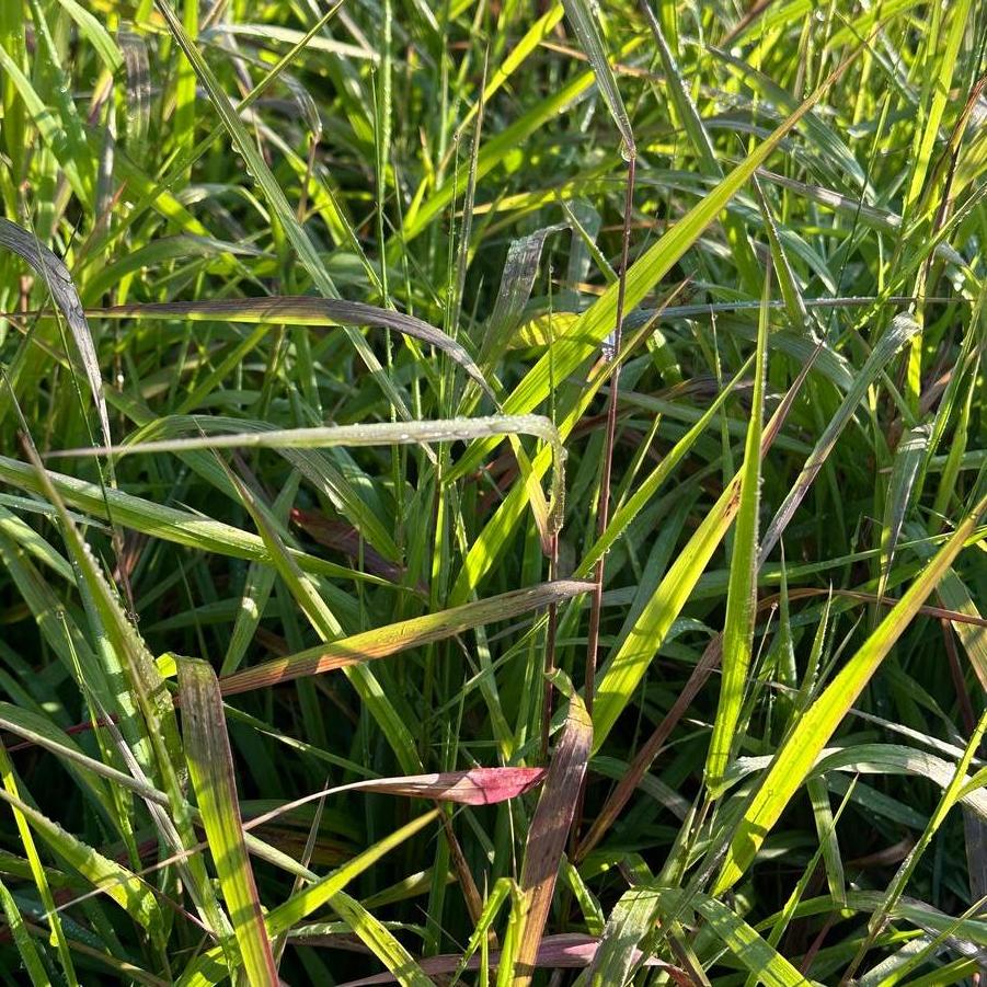 Elymus virginicus 
