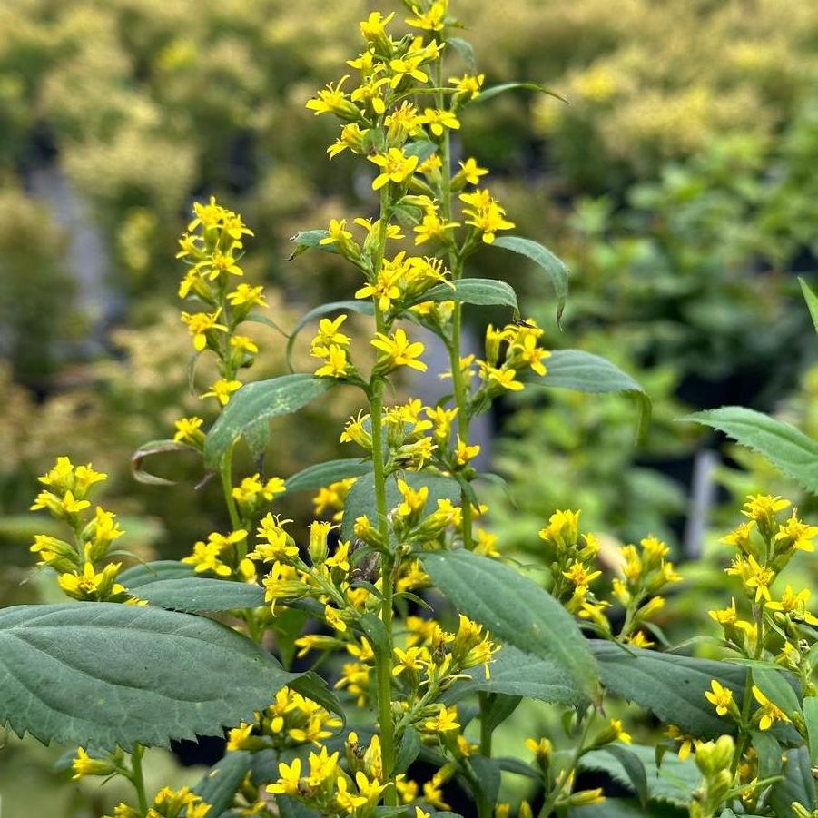 Solidago flexicaulis 