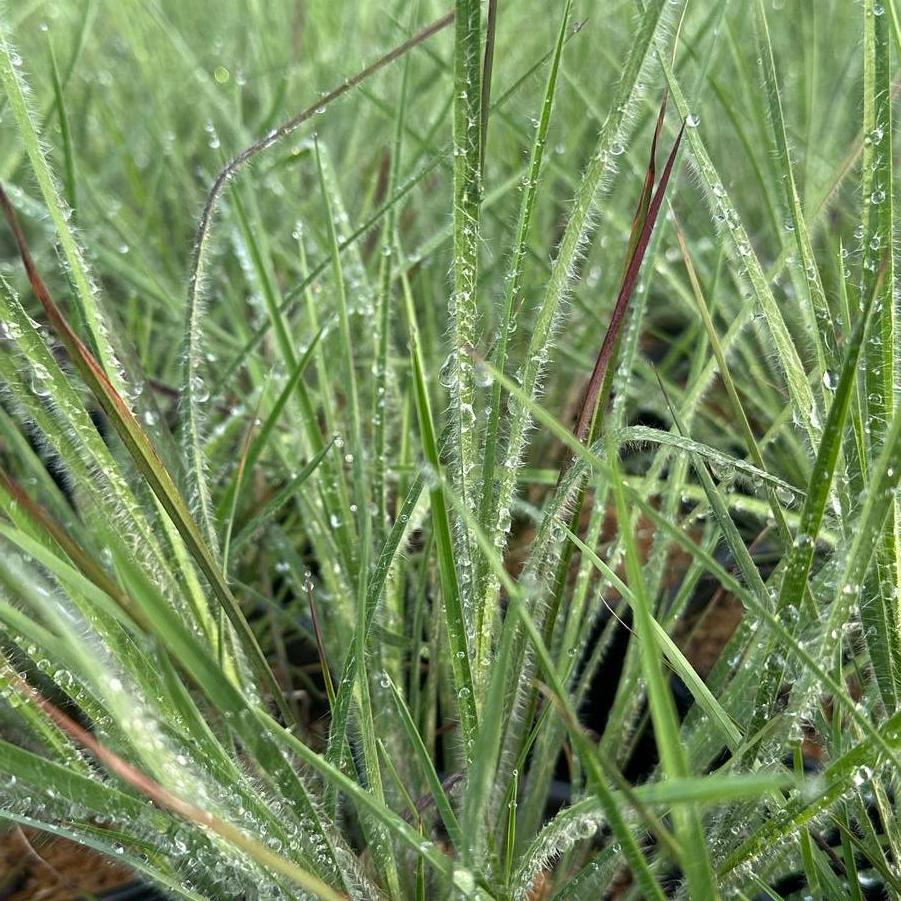 Schizachyrium scoparium Ha Ha Tonka