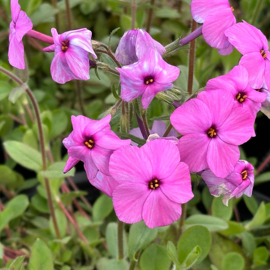 Phlox stolonifera Pink Ridge