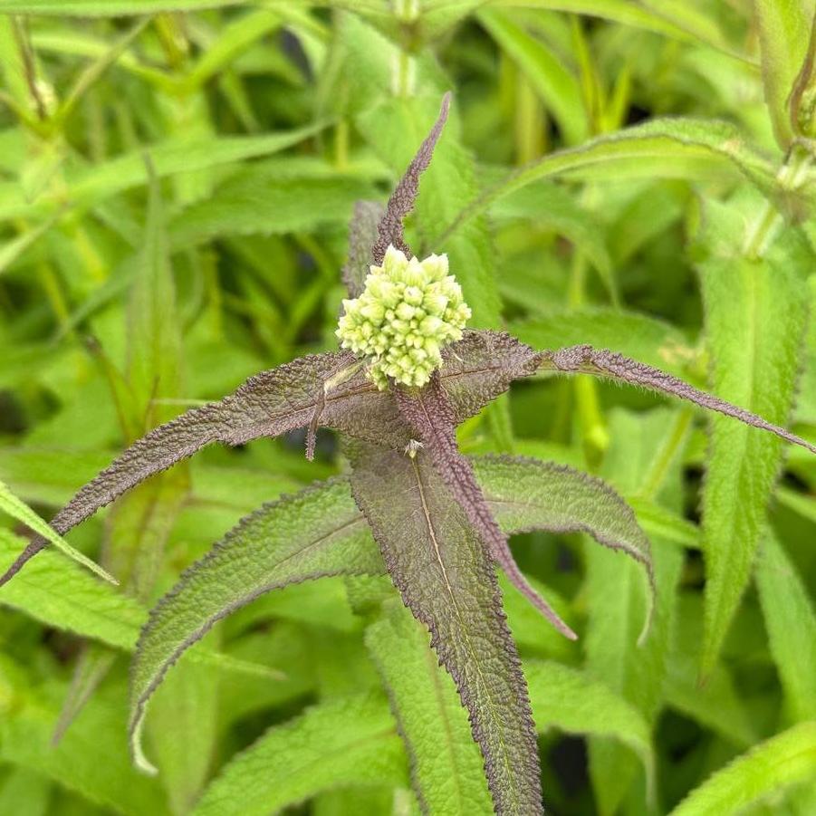Eupatorium perfoliatum 